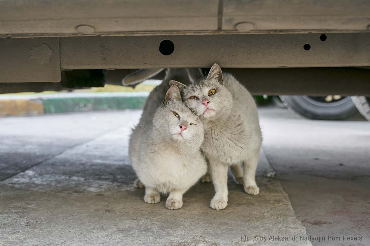 twins stray cats cuddling