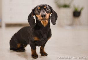 googly eyes Dachshund dog