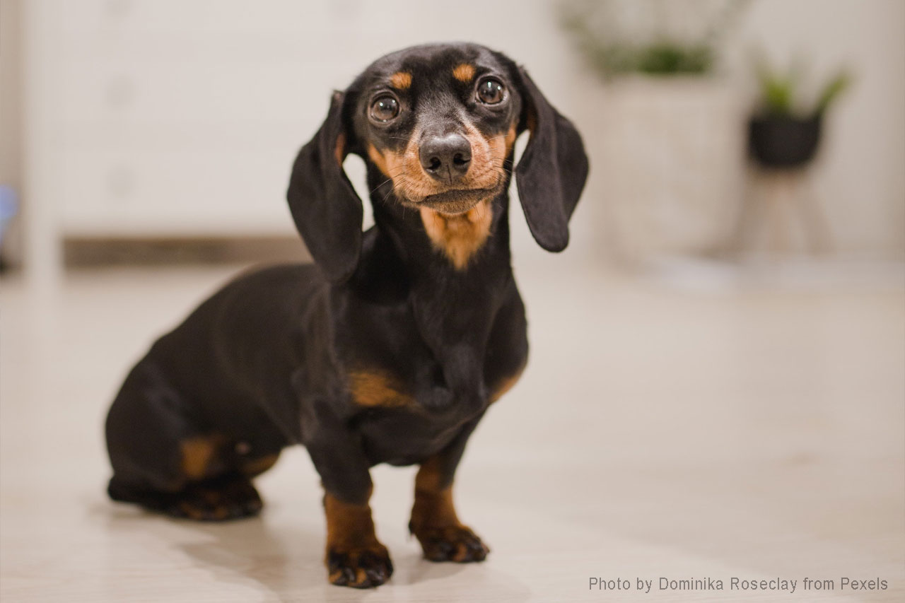 googly eyes Dachshund dog