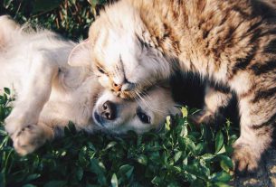 cat and dog cuddling